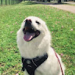 Meet your Posher, Andie